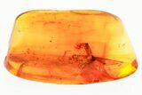 Detailed Fossil Leafhopper (Cicadellidae) In Baltic Amber #367428-1